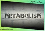 Meaning of Metabolism