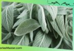 Does Sage Help You Lose Weight